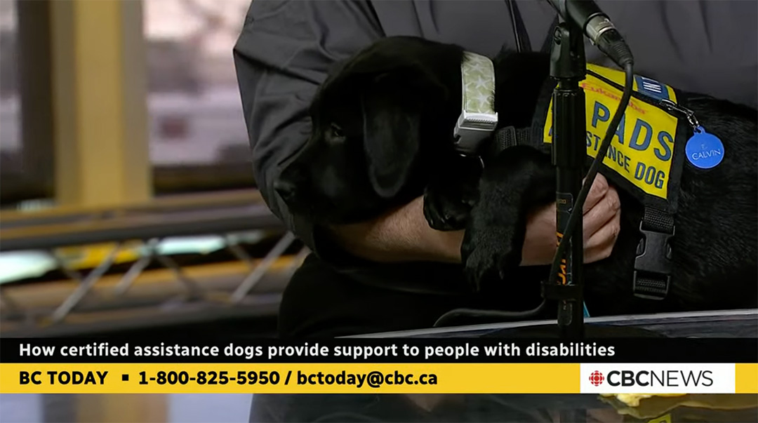 CBC: BC Today: Feb 9 Sparse snowpack fuels drought fears | The role of assistance dogs